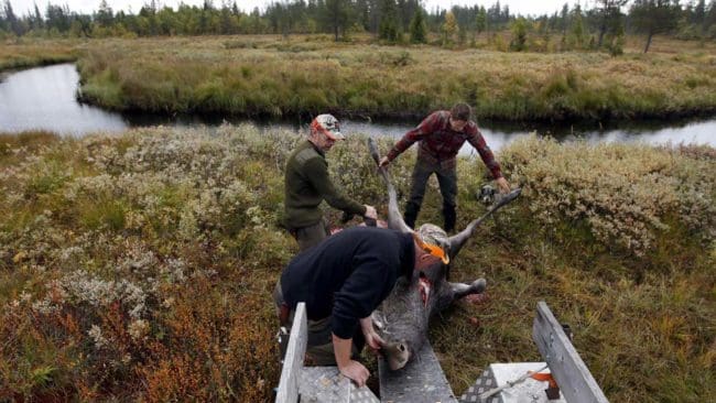 Istället för fällavgift på älg föreslår Naturvårdsverket en arealbaserad avgift för att finansiera älgförvaltningen.