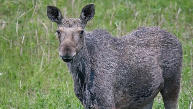 En älgkalv blev påkörd tre gånger på centrala Hisingen på tisdagen. Den tycks ändå ha klarat sig. (Arkivbild)