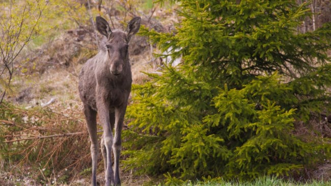 Turerna har varit många kring den bommade älgkalven. Länsstyrelsen hävdade först att ärendet enbart hade hanterats som ”en förfrågan”. Därför kunde Leif Urup endast överklaga till Naturvårdsverket. Nu överklagar han Naturvårdsverkets beslut till förvaltningsrätten i Växjö