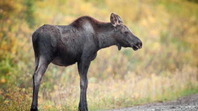 Sörmländska älgkalvar växer dåligt, visar ett projekt där 25 sörmländska älgar följs via GPS-sändare. (Arkivbild)