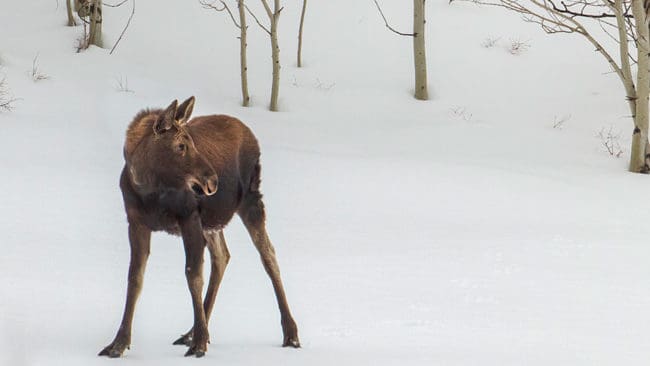 En grupp långfärdsskridskoåkare räddade en älgkalv som halkade runt på isen. (Arkivbild)