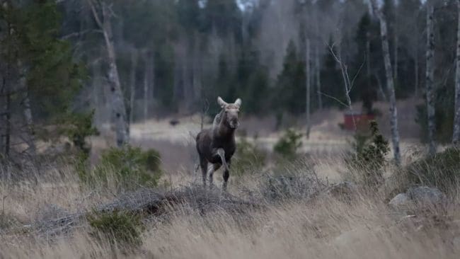 Enligt Länsstyrelsen är det ökad jakt som är orsaken till att älgstammen i Gävleborg minskat.