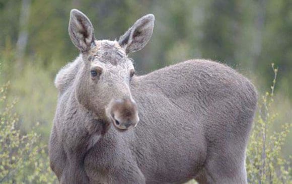Inför starten av årets älgjakt på måndag uppmanas jägarna i Värmland att inte fälla vuxna älgar om det inte går att komma till skott på kalvar.