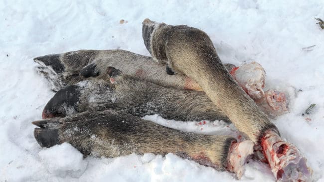 Var det en älgkropp eller bara älgklövar som vittnena såg i den misstänkte tjuvskyttens bil?