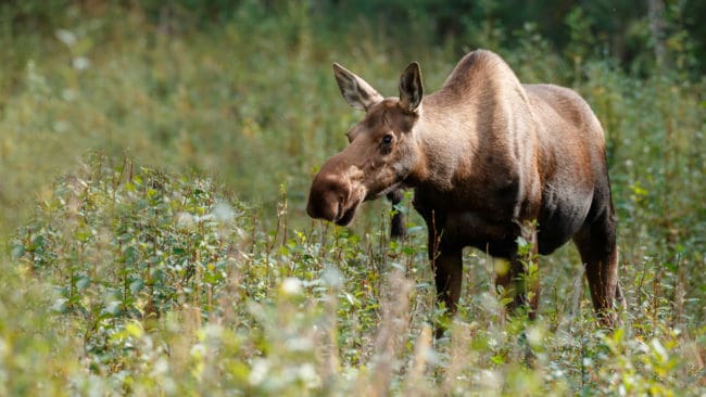 Nu finns en manual för hur samarbete och dialog ska bli bättre mellan skogsägare och jägare när det gäller älgförvaltning.