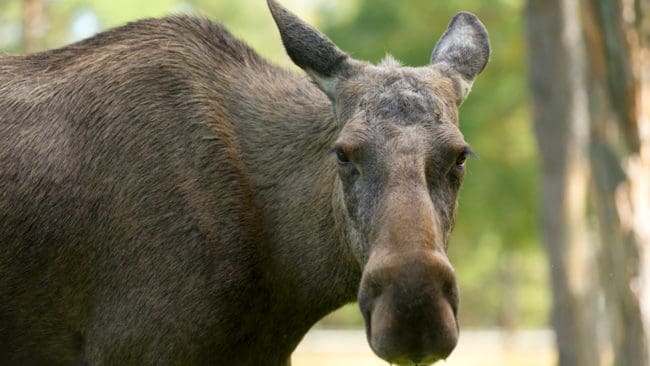 En ilsken älgko attackerade en 72-årig man i Svappavaara.