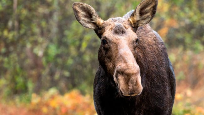 En aggressiv älgko sparkade en kvinna på armen så armen blev helt blå. (Arkivbild)