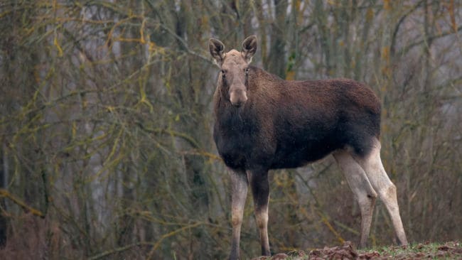 En fjärde älgattack mot människa inträffade i Södertälje på torsdagen. (Arkivbild)