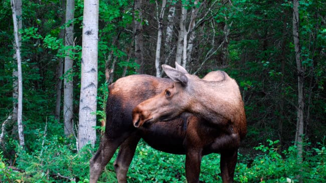 Älgkon som rymde från ett hägn utanför Stavanger i höstas gick tillbaka för att få komma in igen. Troligen är hon dräktig efter utflykten. (Arkivbild)