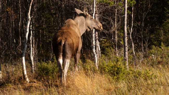 En till älg med CWD har upptäckts i Norge. Den här gången är det en älgko nära Jämtland. (Arkivbild)