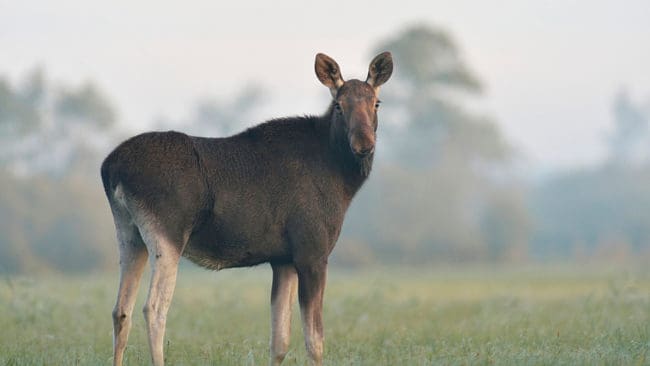 Älgarna är på frammarsch i Tyskland, där det ska tas fram en älgförvaltningsplan.