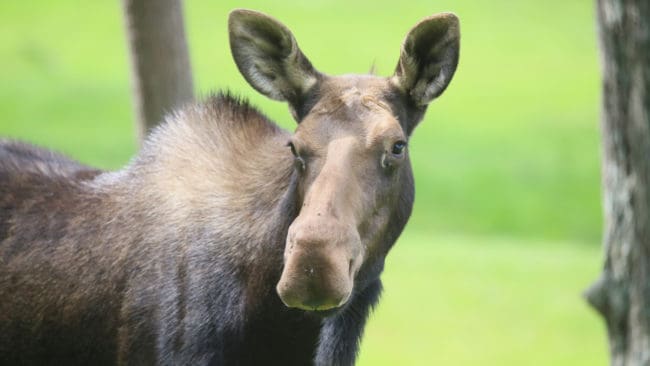Älgen uppehållit sig i området i flera veckor. (arkivbild)