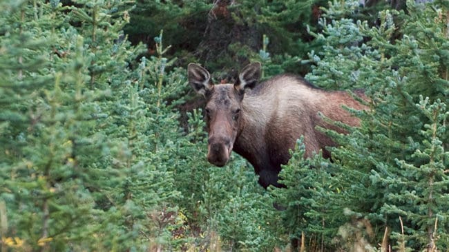 12 995 älgar får fällas i Västerbottens län under kommande jaktsäsong.