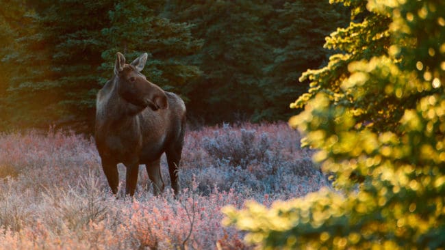 Flera jaktlag i Blekinge kommer att starta jaga älg två veckor senare än vanligt, så att älgarna hinner brunsta färdigt.
