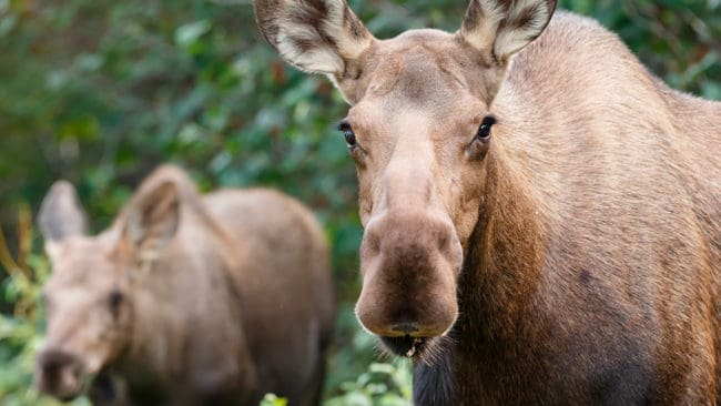 Kolumnisten och jägaren Tommy Hammarström kommer inte att skjuta älg i år, eftersom han anser att stammen behöver återhämta sig.
