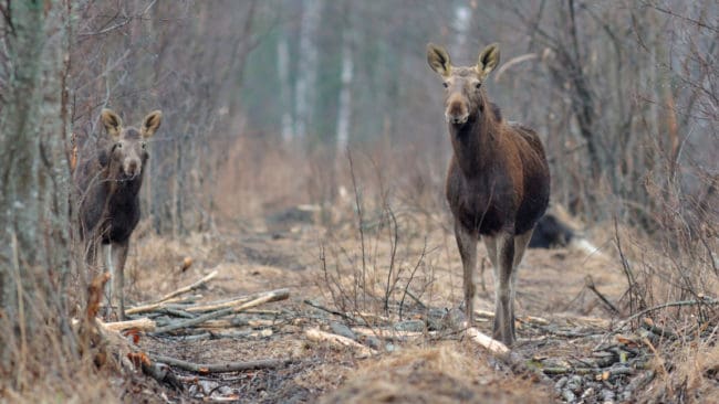 Jägare lyckades skrämma bort en närgången älgko med kalv.