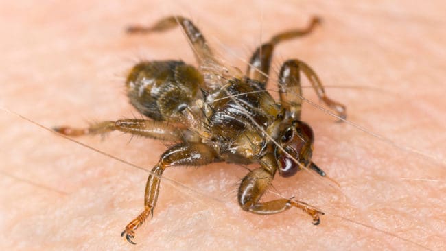 Älglusflugan har blivit vanligare i de svenska skogarna.
