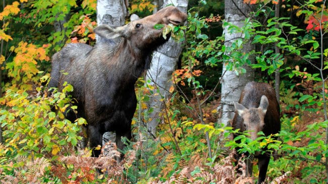 Skogsägaren i Falköping får inte skyddsjaga en älgko och hennes kalvar som äter av hans tallar. (Arkivbild)