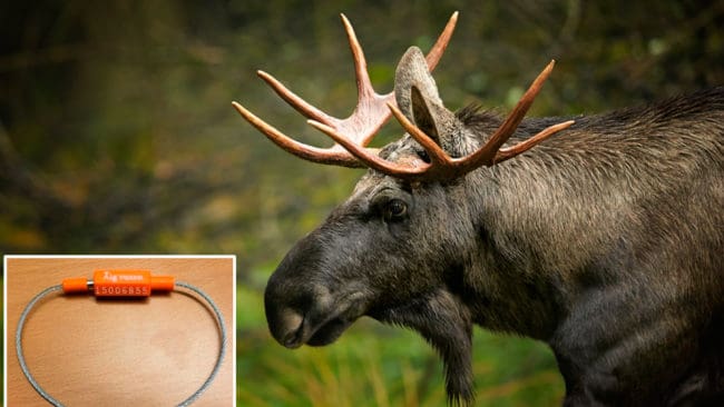 Det är oklart hur reglerna kring plombering av älgar i Norrbotten lyder, tycker jägare.