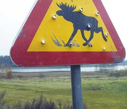 B-licensjakten i Halland är i skottlinjen. Jägareförbundet i Halland vill att länsstyrelsen stoppar B-licensjägarnas älgjakt.