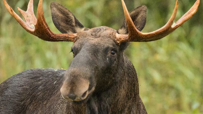 En arg älgtjur har gått omkring i Viborg i Orsa och upplevts som hotfull. I går skickades en jägare ut för att i första hand mota bort den. (Arkivbild)