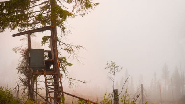 Älgjägarna i Västerbotten får fälla betydligt fler älgar i höst och vinter än året innan.
