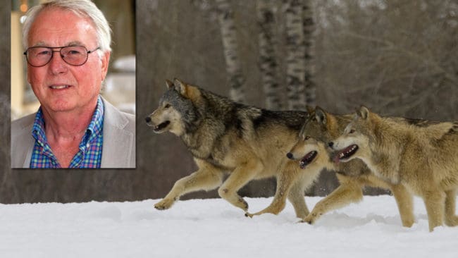 Rovdjursdrabbade länsbor i Gävleborg ska få vittna inför riksdagsledamöter vid ett stort JRF-möte i Bollnäs under temat ”Ska vi ha det så här?”. Rovdjursläget är allvarligt och folk har tröttnat, varnar länets JRF-bas, Ingemar Alin.