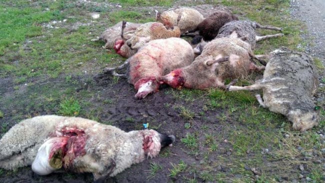 Nio av 19 får strök med när varg gick till attack i Ålock i Hälsingland på tisdagsmorgonen.