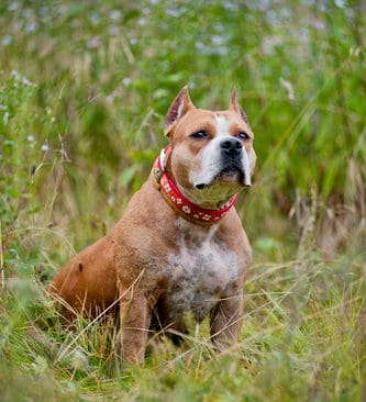 Amstaff attackerad. En hund av rasen amstaffterrier blev biten av varg i &Aring;kersberga i onsdags. Hunden p&aring; bilden &auml;r en amstaff men &auml;r inte den som n&auml;mns i texten.