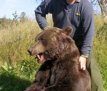 Anders Berkestedt med sin björnhane, som fått en pinne i munnen inför tandprovet som ska tas.