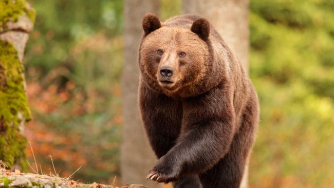 Sammanlagt tre älgjägare har vid olika tillfällen skjutit björn för att freda sig själva i Norrbotten i september och oktober. Nu är de tre friade från misstankar att ha skjutit björnarna illegalt. (Arkivbild)