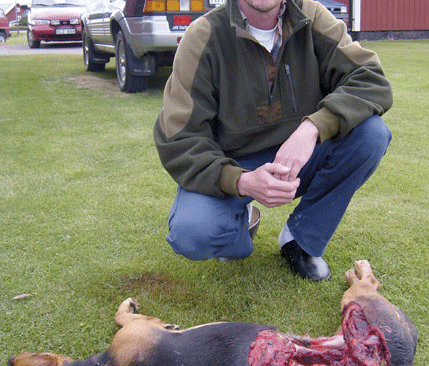 Michael Vuorio med sin sexårige schillerhane Billy, som dödades av varg i Äppelbo i Dalarna. Billy blev det andra offret på tre dagar. Naturvårdsverket tycker att Michael Vuorio och de övriga jakthundsägarna i området ska använda pinglor som skydd. Någon skyddsjakt blir det inte.