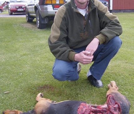 Mikael Wuorio, Äppelbo, med sin vargdödade hund – en av de fem hundar som vargen tog säsongen 2007. Detta är en realitet för oss i dag, skriver Tomas Brynils.