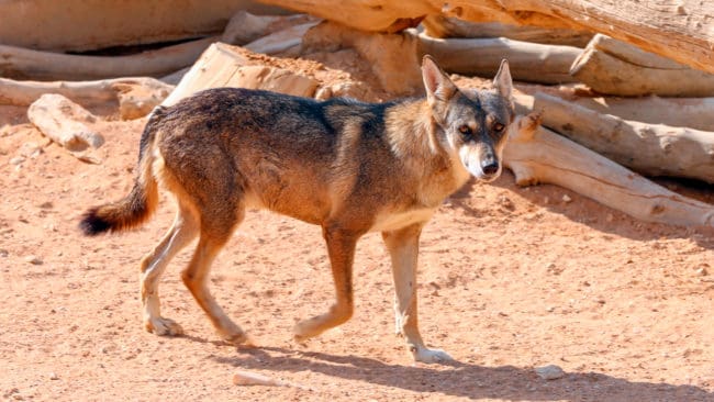 Den arabiska vargen bet en norsk vargvän, som jobbat i stortinget för att stoppa vargjakt. (Arkivbild)