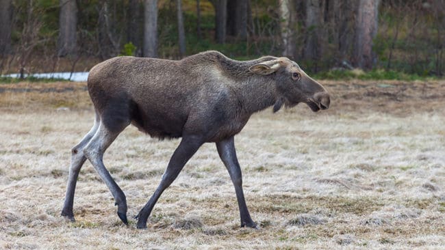 En ilsken älg gör utfall mot både människor och bilar på Orust. (Arkivbild)