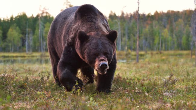 Två björnjägare och en av deras hundar blev bitna av en påskjuten björn.