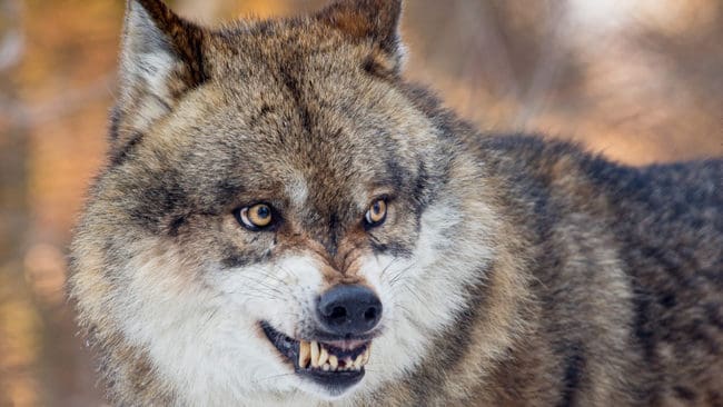 En finsk bilist stannade för att titta på en halt varg, men vargen anföll bilen. Vargen blev senare avlivad. (Arkivbild)