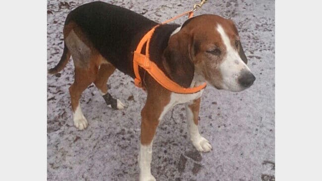 En rekordsnabb insamling till Stellafonden gör att Arjas husse kan klara veterinärkostnaderna för sin vargskadade finnstövare.