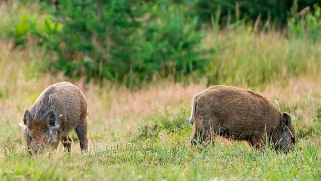 Två årsgamla vildsvin dök upp i byn Skråmträsk, sydväst om Skellefteå, under midsommarhelgen och finns i närheten av en bärodling. Troligen har det gjorts en illegal utsättning av vildsvin. (Arkivbild)