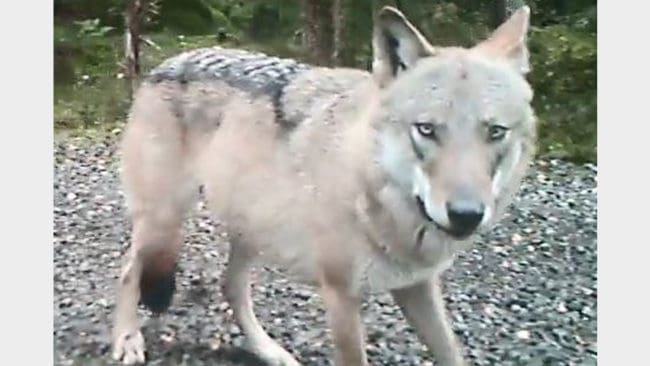 Länsstyrelsens viltkamera fångade en varg på bild utanför Åseda i Kronobergs län.