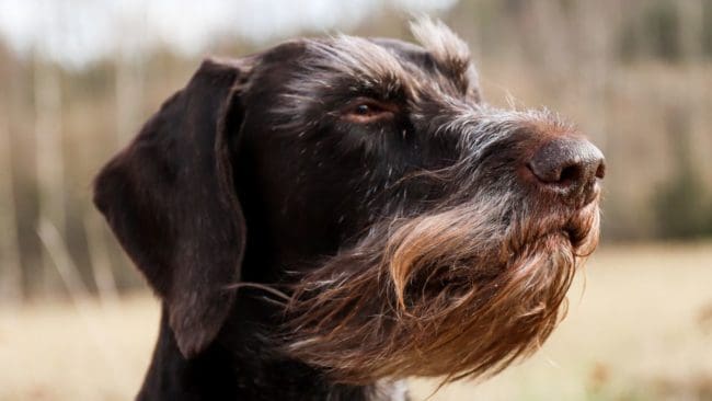 Svenska Kennelklubben befarar att den bantade jakttiden på ripa innebär slutet för jakt och träning med fågelhundar under vintern.