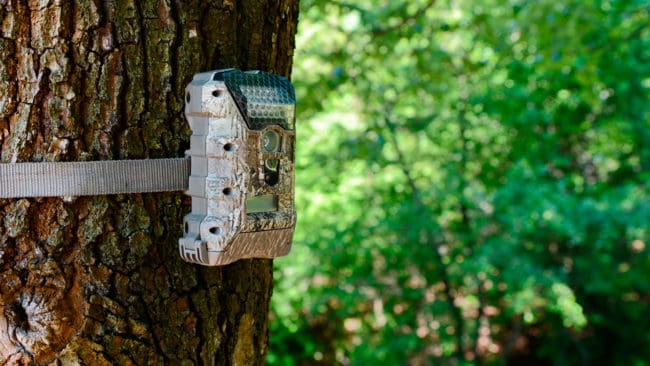 Åtelkameran som sände bilder till 26-åringens mobil avslöjade att det var han som anlagt en illegal björnåtel i Hoting-trakten. Straffet blev böter på 17 500 kronor. (Arkivbild)