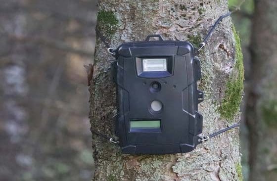 JRF anser att en del av de föreslagna kraven för användandet av viltkameror inte är genomförbara. I sitt remissvar föreslår de ändringar av punkter i förslaget. (Arkivbild)