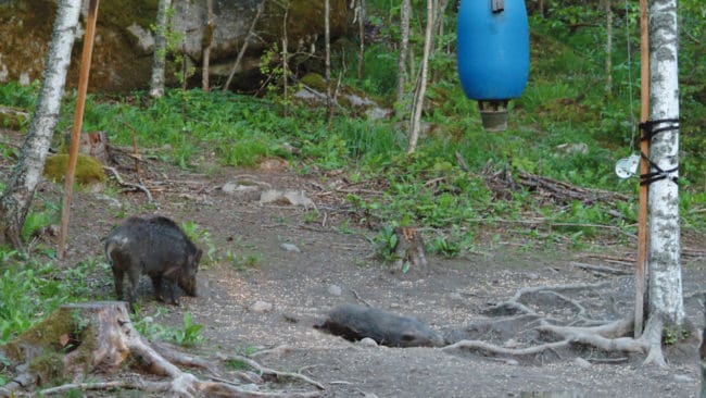 Att ha en åtelplats för vildsvinsjakt utan tillstånd från Ljungby kommun gör att jägare som har jakt på kommunens mark kan förlora sitt jaktarrende.