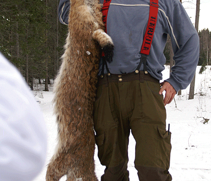 Sven-&Aring;ke Lindberg med den f&auml;llda lohannen p&aring; 20 kilo.