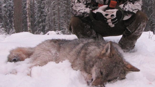 Sedan 14 vargar hittills avlivats i vinter i Jämtland för att freda renskötseln går länet mot ett nytt vinterrekord i skjutna vargar. Men målet att ha minst tio vargar i länet gör att en skyddsjakt stoppats och Sametinget anses inte ha talerätt att överklaga beslutet att ha minst tio vargar i Jämtland. (Arkivbild)