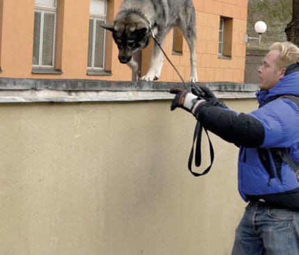 Colt laddar inne i storstaden för nya jaktäventyr i skogen.