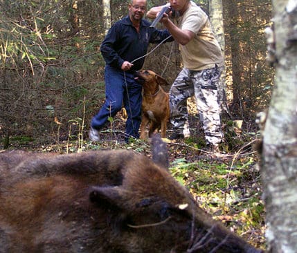 När föraren upptäckt grisen bland granarna gäller det att få fram skytten, som med hjälp av ett hagelvapen avlossar två knallskott. Zimbas förare Stig Johansson avvaktar när Thomas Råberg ska brassa på.