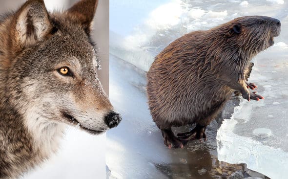 Kan bli b&auml;verspecialister. I vissa omr&aring;den kan vargen g&aring; h&aring;rt &aring;t b&auml;verstammarna.