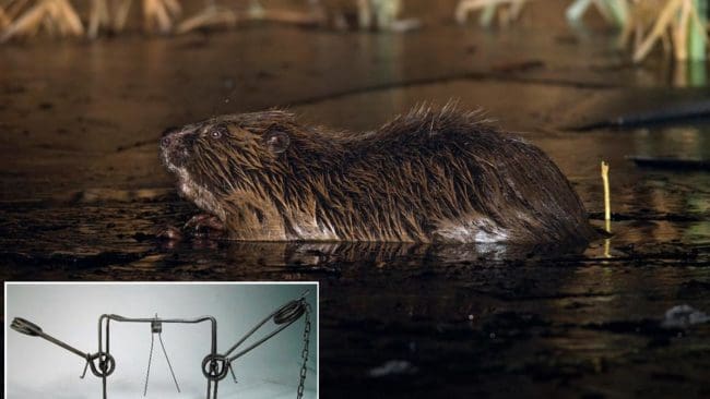 Länsstyrelsen i Uppsala län tillåter slagfällor vid skyddsjakt på bäver vid Ingbo kvarn. Fällan Conibear (infälld) får användas i bävervatten av dem som fått en utbildning.